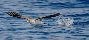 Cory's Shearwater - in flight - running on the sea for take off - Madeira - September