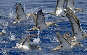 Cory's Shearwater - in flight - running on the sea for take off - Madeira - September