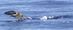 Cory's Shearwater - in flight - running on the sea for take off - Madeira - September