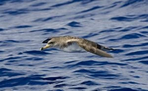 Images Dated 4th September 2008: Cory's Shearwater - in flight over the sea