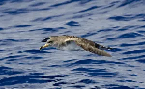 Madeira Prints: Cory's Shearwater - in flight over the sea - Madeira - September