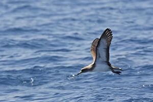 Images Dated 30th June 2007: Cory's Shearwater - in flight. The strait of Gibraltar - Spain