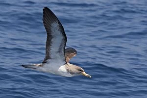Images Dated 30th June 2007: Cory's Shearwater - in flight. The strait of Gibraltar - Spain
