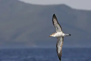 Strait Of Gilbraltar Prints: Cory's Shearwater - in flight. The strait of Gibraltar - Spain