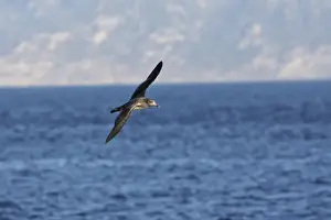 Cory's Shearwater - in flight. The strait of Gibraltar - Spain