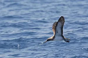 Cory's Shearwater - in flight. The strait of Gibraltar - Spain