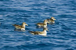 Madeira Prints: Cory's Shearwater - four on the sea - Madeira - September