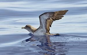 Corys Shearwater - on the sea with wings raised