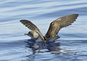Images Dated 4th September 2008: Cory's Shearwater - on the sea with wings raised - Madeira - September