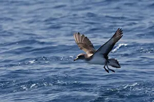 Cory's Shearwater - taking off. The strait of Gibraltar - Spain