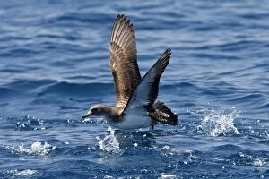 Images Dated 30th June 2007: Cory's Shearwater - taking off. The strait of Gibraltar - Spain