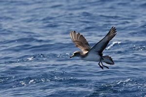 Images Dated 30th June 2007: Cory's Shearwater - taking off. The strait of Gibraltar - Spain