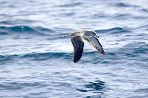 Madeira Prints: Cory's Shearwaters Madeira September