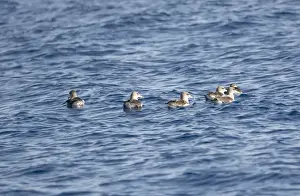 Madeira Prints: Corys Shearwaters on sea Madeira September