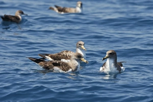 Images Dated 30th June 2007: Cory's Shearwaters. The strait of Gibraltar - Spain