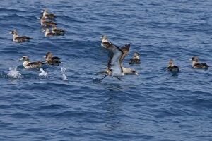 Images Dated 30th June 2007: Cory's Shearwaters. The strait of Gibraltar - Spain