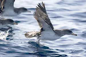 Madeira Prints: Cory's Shearwaters taking off. Madeira September