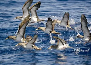 Cory's Shearwaters taking off Madeira September