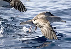 Cory's Shearwaters taking off Madeira September
