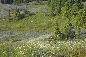 COS-1274 Subalpine Meadows in bloom