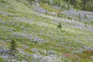 COS-1275 Subalpine Meadows in bloom Paradise Mount Rainier NP