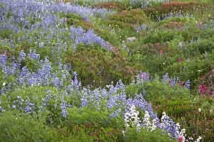 COS-1277 Subalpine Meadows in Bloom