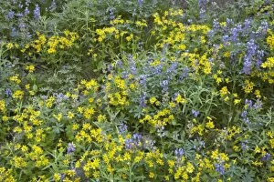 COS-1283 Broadleaf Lupin & Yellow Flowers