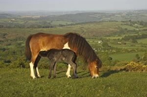 Dartmoor Pony Gallery: COS-1306