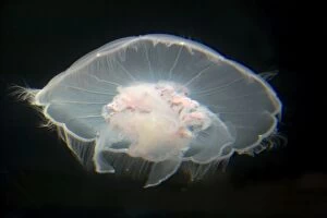 COS-1429 Moon Jelly / Jellyfish