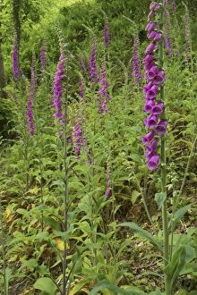 COS-1458 Foxgloves on bank