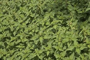 COS-1460 Stinging Nettle Patch