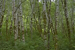 COS-1475 Birch Trees