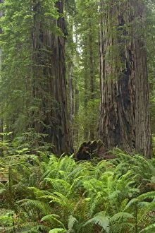 COS-1479 Coastal Redwood forest - Stout Grove Redwood National Park