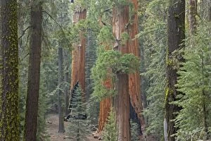 COS-1581 Giant Sequoia / Wellingtonia / Sierra Redwood tree