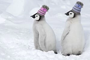 COS-2413-M Emperor Penguin - wearing woolly hats