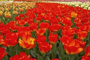 COS-2552 Mixed Tulip Flower Beds