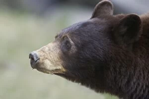 Black Bears Gallery: COS-3875