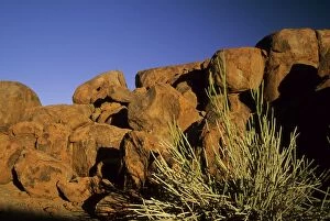 COS-495 Desert Boulders & Plants