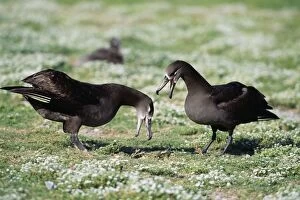 COS-644 Black-footed Albatross - courtship display