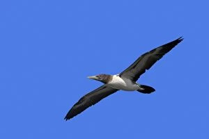 COS-674 Laysan Albatross - in flight