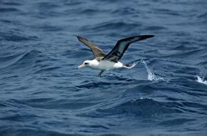 COS-693 Laysan Albatross - taking off from sea