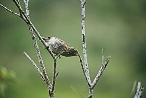 COS-914 Medium Tree Finch - male