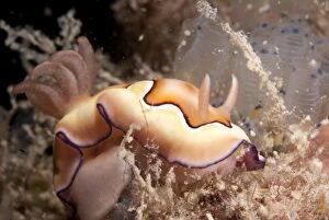 Images Dated 16th December 2006: Co's Chromodoris Nudibranch near food (sea squirts)
