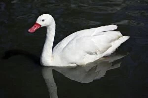 Coscorba Swan - swimming on lake
