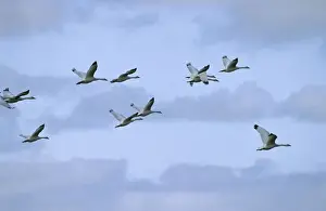 Coscoroba Swan - in flight - post breeding concentration - April - Argentine Pampa - Argentina
