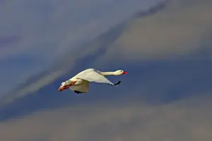 Coscoroba Swan. Magallanes Peninsula - Patagonia - Argentina