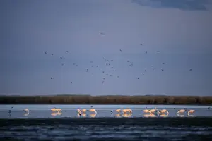 Pampas Prints: Coscoroba Swan - post breeding concentration - May - Argentine Pampa - Argentina