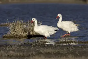 Coscoroba Swan South America. Photographed in Santa Cruz Province, Patagonia, Argentina