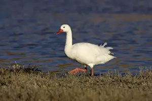 Coscoroba Swan South America. Photographed in Santa Cruz Province, Patagonia, Argentina