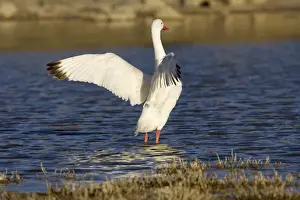 Coscoroba Swan South America. Photographed in Santa Cruz Province, Patagonia, Argentina